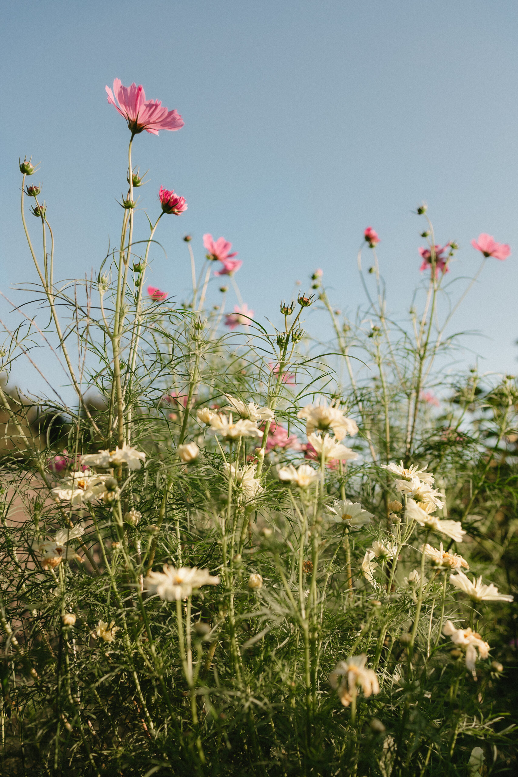 HollySneadPhotography-1889